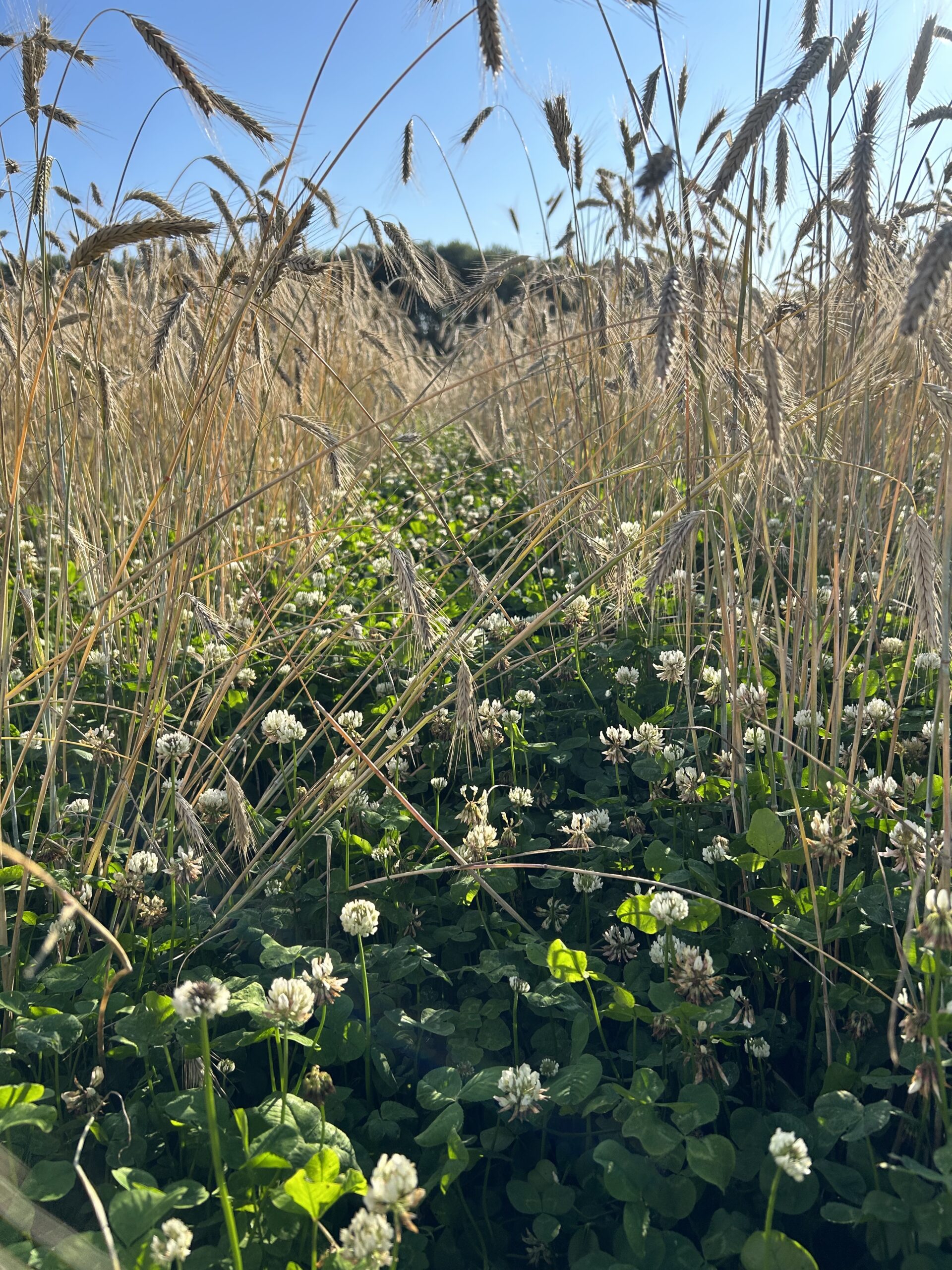 IMG_3156 (002) rag i vitklover